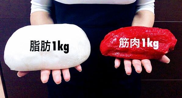 筋肉と脂肪の重さの違い
