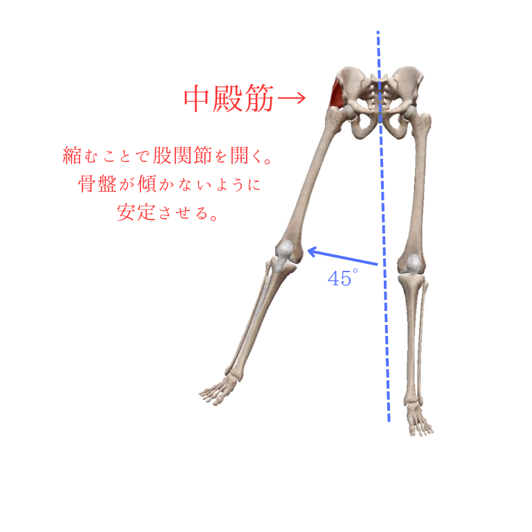 中殿筋と股関節外転