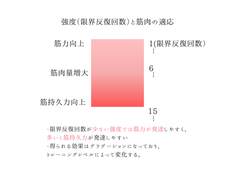 ストレスのかけかたによる筋肉の適応 (1)