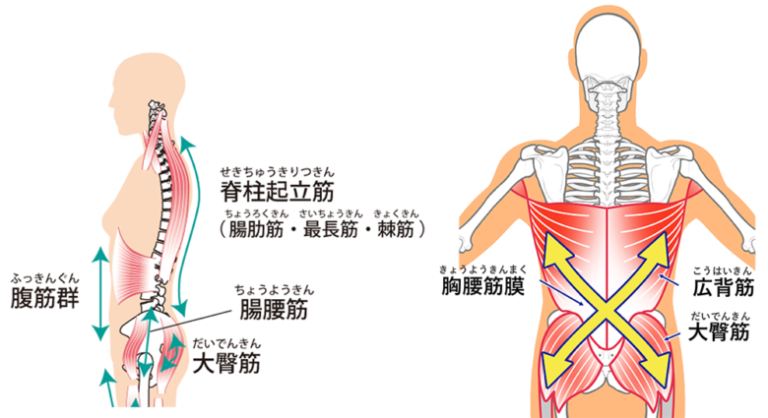 側面図と背面図による、腰と体幹を支える筋肉(脊柱起立筋、腸腰筋、大臀筋、広背筋)と胸腰筋膜のイラスト。金山での姿勢・体幹トレーニングの根拠を示す。