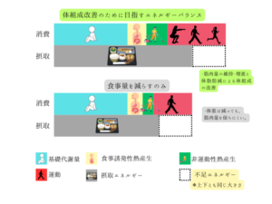 体組成改善を目指すエネルギーバランスと、食事制限のみの場合の比較図。基礎代謝、食事誘発性熱産生、非運動性熱産生（NEAT）、運動の各消費要素と、摂取エネルギーの相関図。運動を取り入れることで筋肉を維持しながら脂肪を減らす仕組みを解説。