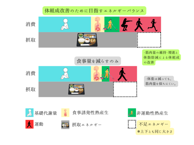 体組成改善を目指すエネルギーバランスと、食事制限のみの場合の比較図。基礎代謝、食事誘発性熱産生、非運動性熱産生（NEAT）、運動の各消費要素と、摂取エネルギーの相関図。運動を取り入れることで筋肉を維持しながら脂肪を減らす仕組みを解説。
